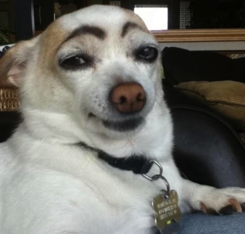 Dogeyebrows Dogeyebrows