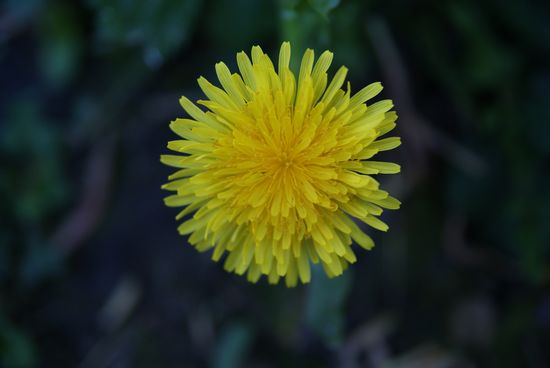 Dandelion2 Dandelion2