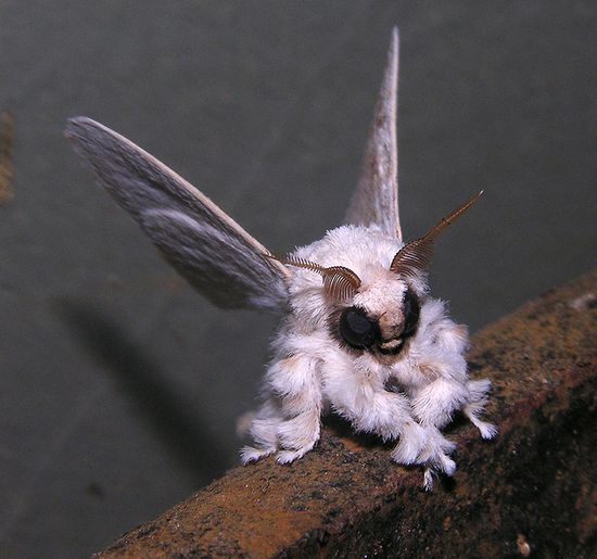 Moth