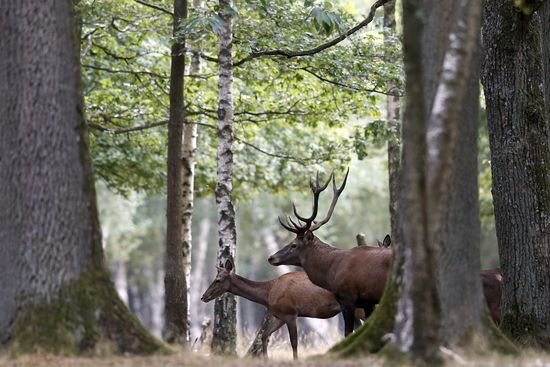 GT_DEERFRANCE_121002