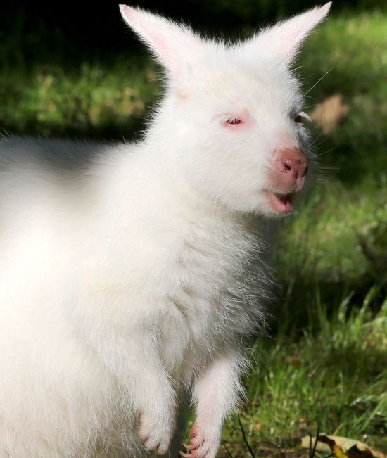 GT_ALBINO-ROO_121011