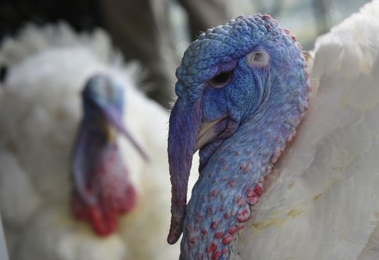 Pardoned_Turkey_GT