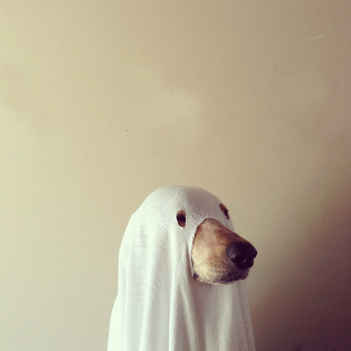 Ghostdog