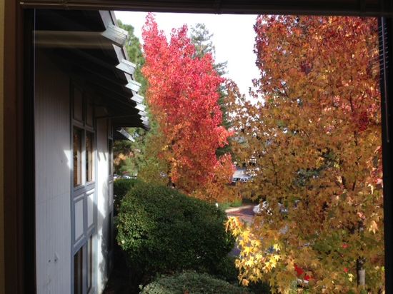 Walnut Creek-CA-244pm