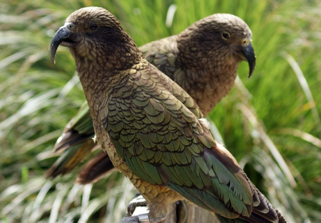 kea