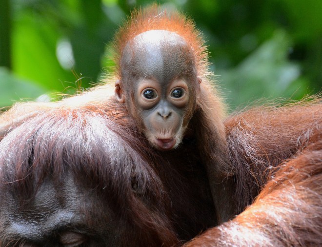 CORRECTION-SINGAPORE-ANIMAL-ORANGUTAN