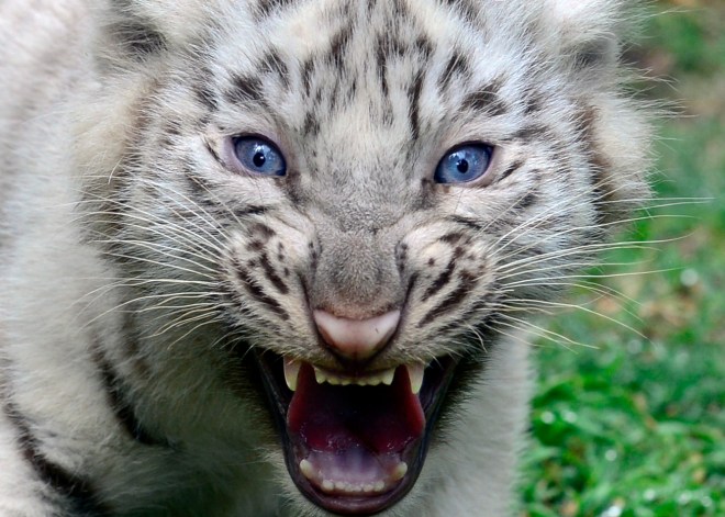 ARGENTINA-ANIMALS-TIGER-ZOO