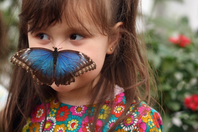 Butterflies Are Released Into The Natural History Museum's Sensational Butterflies Exhibition
