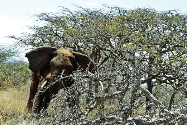 crashing-elephant-thumb