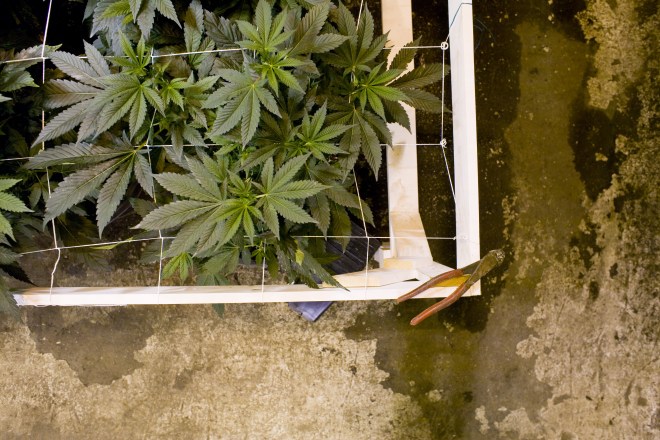 A Medical Marijuana Operation In Colorado Run By Kristi Kelly, Co-Founder Of Good Meds Network