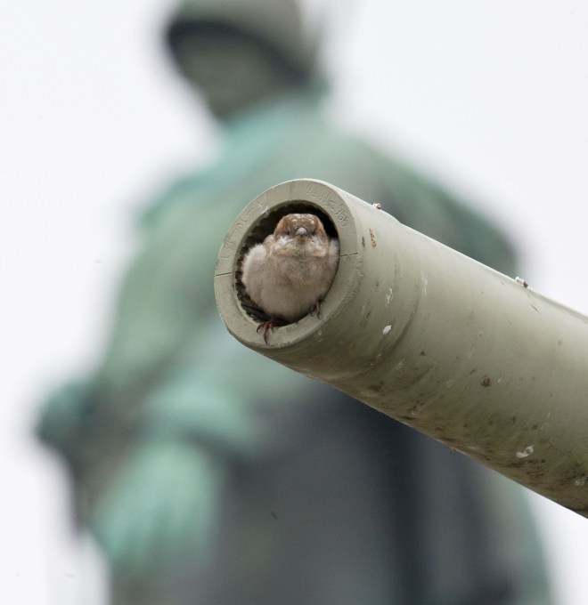 GERMANY-ANIMALS-SPARROW-FEATURE