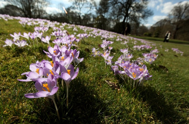 The First Signs Of Spring Are Seen At Kew Gardens