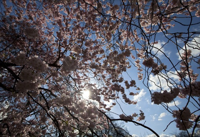 A cherry blossom tree is pictured in the