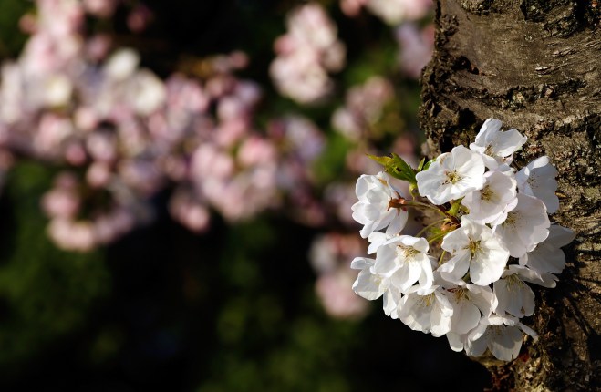 DC's Cherry Blossoms Come To Late Bloom