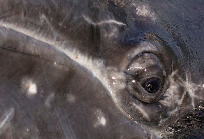 Whale Eye