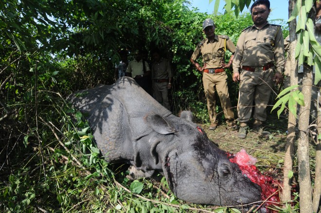 INDIA-MONSOON-WEATHER-FLOODS-WILDLIFE