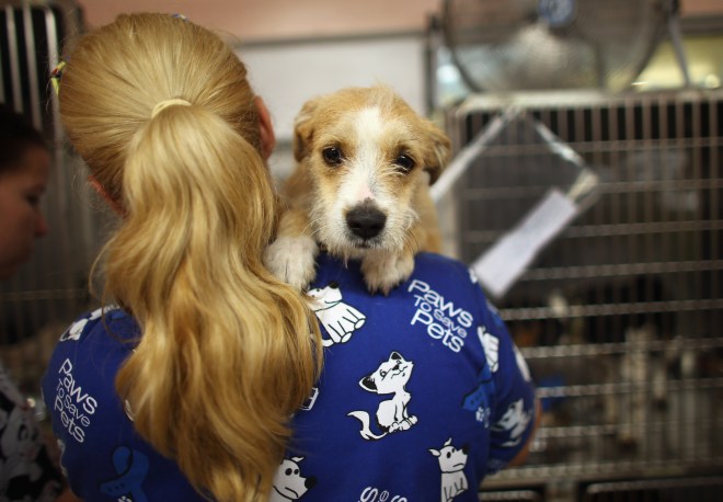 Animal Rescue Group Takes In Cats And Dogs Displaced From Oklahoma Tornadoes