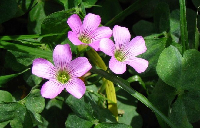 800px-Oxalis_corymbosa_2