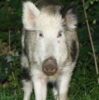 Wild Pigs A Growing Problem In Berlin