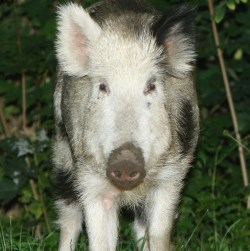 Wild Pigs A Growing Problem In Berlin