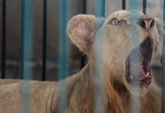 THAILAND-WILDLIFE-CRIME