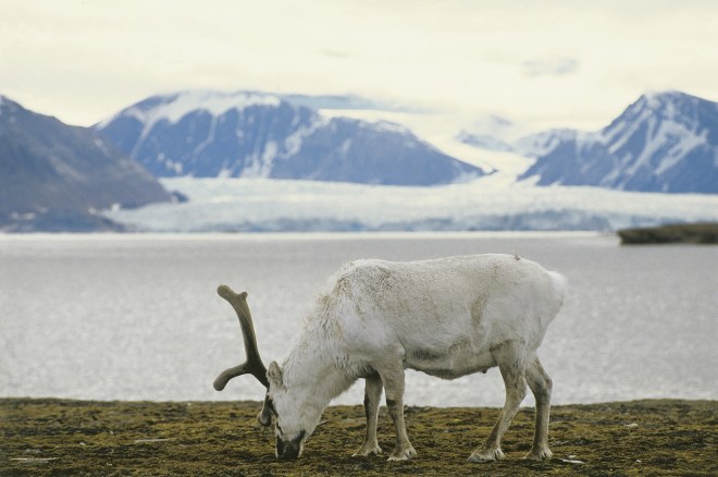 Norway, Svalbard islands, Alesund, Reindeer (Rangifer tarandus) eating grass
