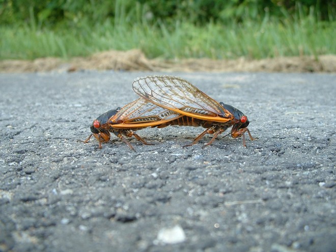 cicadas