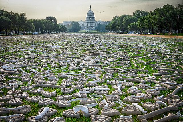 dish_onemillionbones