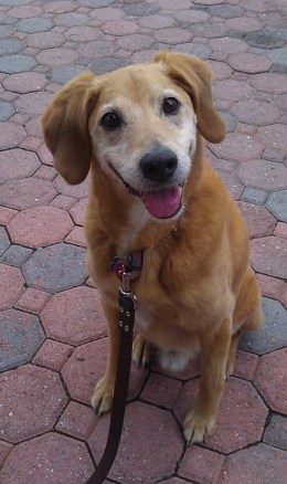 1044795_10201205134237952_1267167286_n