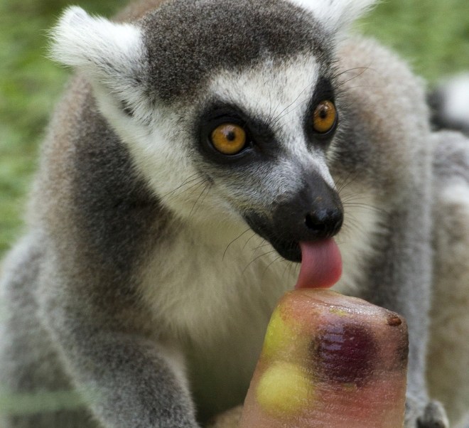 A ring tailed lemur licks a block of fla