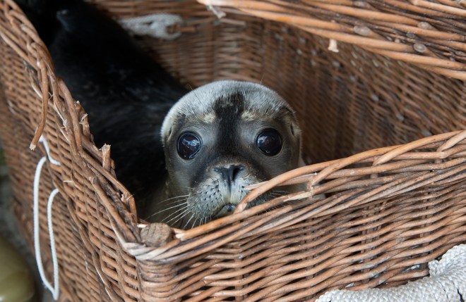 Volunteers Raise Abandoned Seals, Return Them To The Wild
