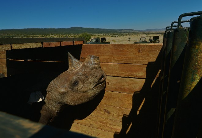 KENYA-CONSERVATION-RHINO