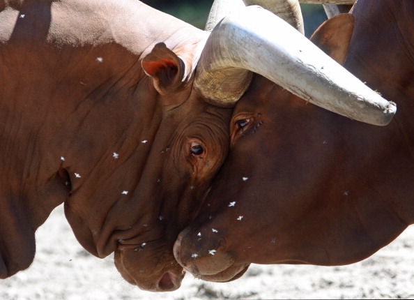 GERMANY-ANIMLAS-BULLS
