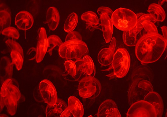 Moon Jellyfish are illuminated by colour