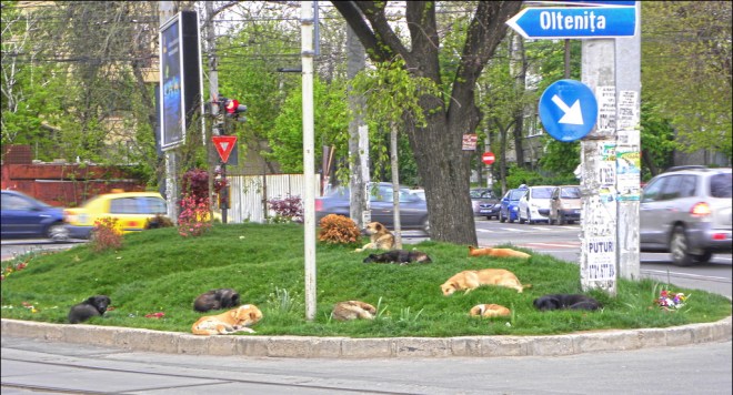 5086077202_206dda8895_b