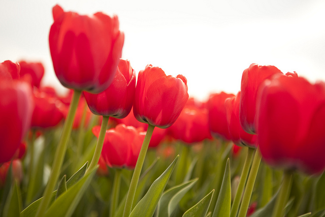 dish_tulips