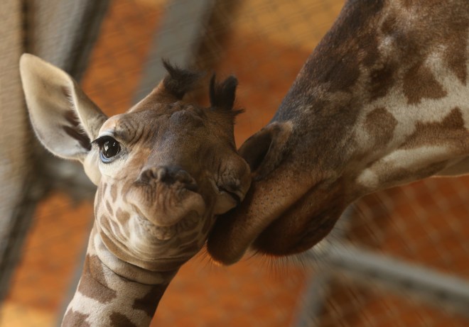 Baby Giraffe Born In Himeji Central Park