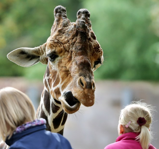 GERMANY-ANIMALS-ZOO-GIRAFFE