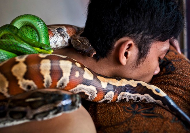 Reflexology Spa Uses Pythons To Massage Clients
