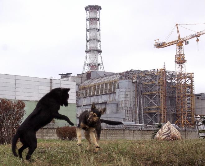 Stray dogs play in front of the Chernoby