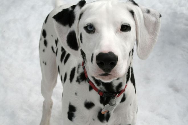 Dalmatian_puppy_black_Orion