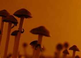 shroomies