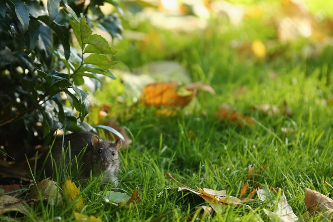 Autumn Colours Enjoyed In Central London.