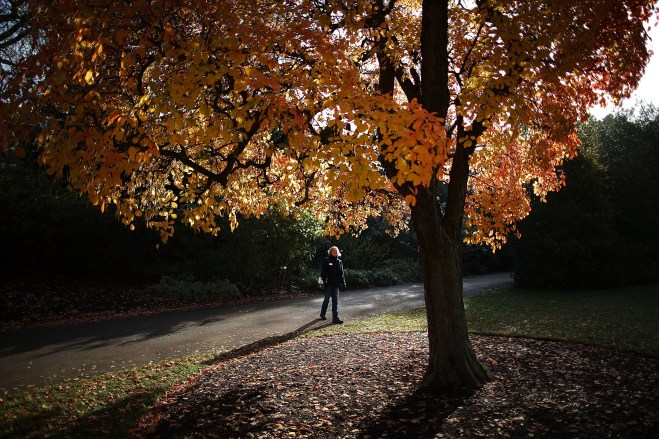 Autumn Colours At Kew Gardens