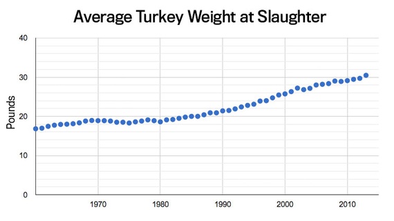 Turkey Weight