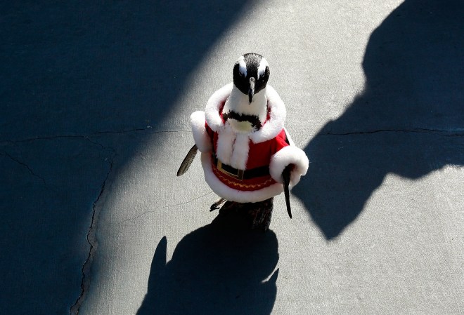Penguins Dressed As Santa Amuse Children At Everland