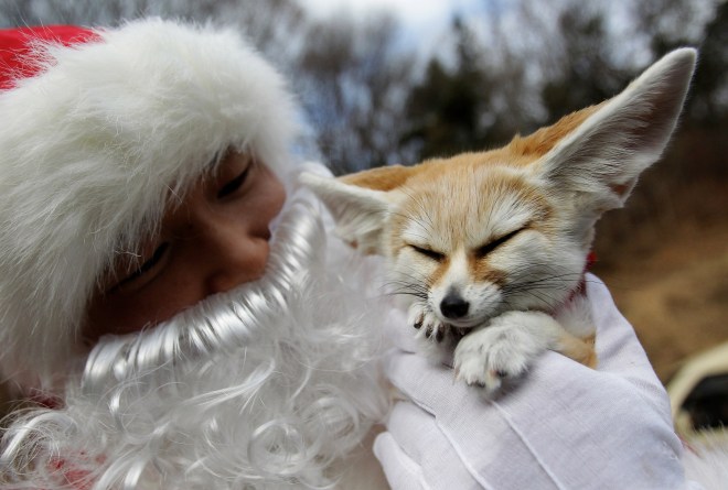 Penguins Dress As Santa Claus At Everland