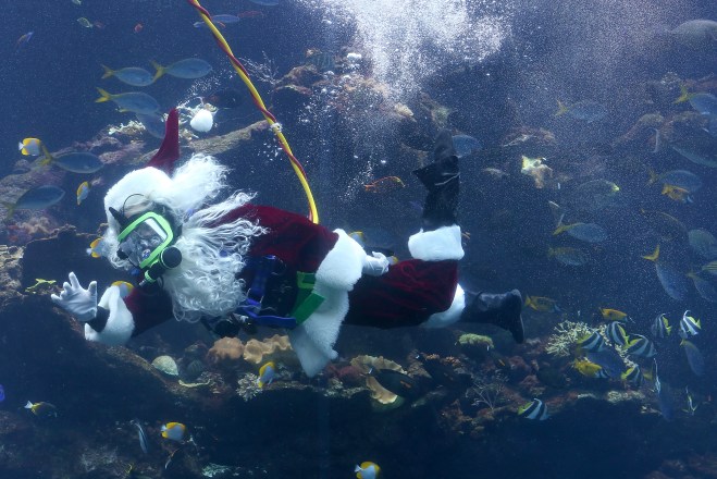 Scuba Santa Claus Explores Massive Coral Reef Tank In San Francisco