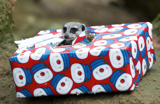 Animals At Hanover Zoo Receive Christmas Gifts