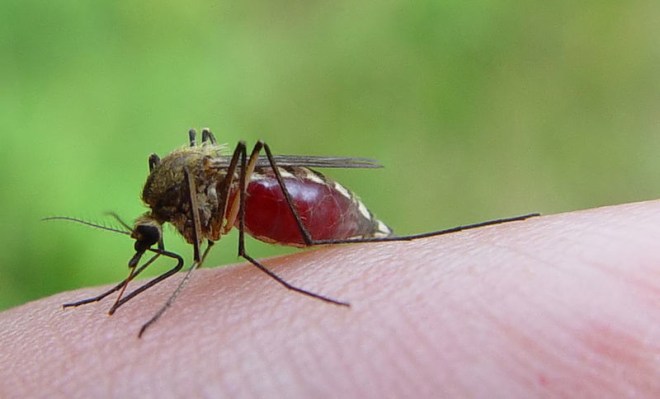 800px-Mattiparkkonen_Aedesaegypti